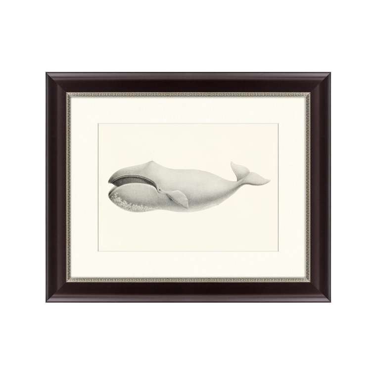 Картина Bowhead whale Balaena mysticetus 1856 г.