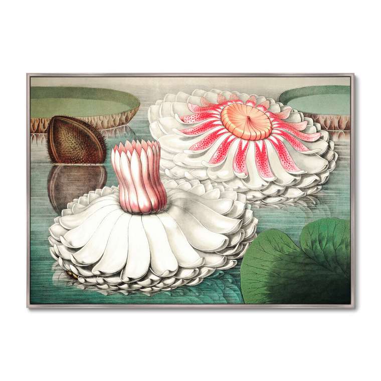 Репродукция картины Water lily during bloom 1870 г.