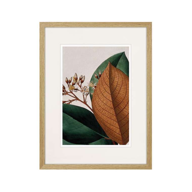 Копия старинной литографии Exotic plants of the world №14 1815 г.