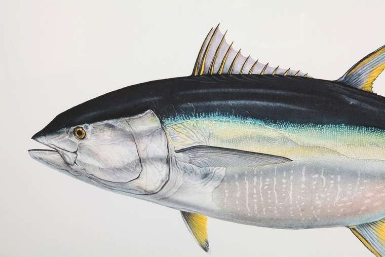 Постер Yellowfin Tuna в раме 