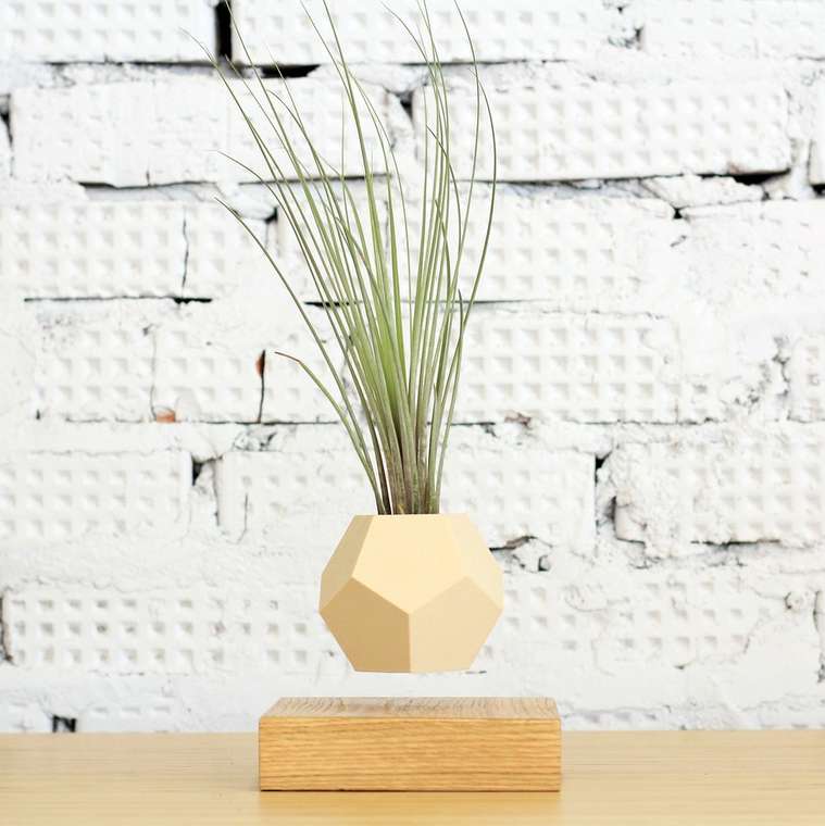 Левитирующие растения Леплант Тилландсия светлый