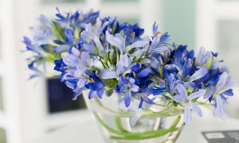 Композиция из искусственных цветов - Голубой агапантус