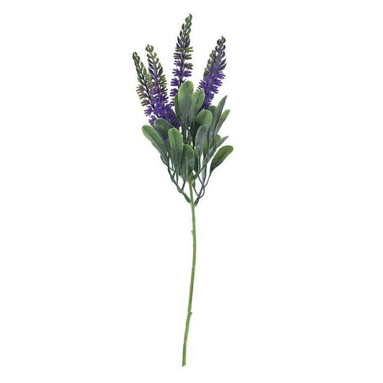 Декоративное растение Лаванда зелено-фиолетового цвета