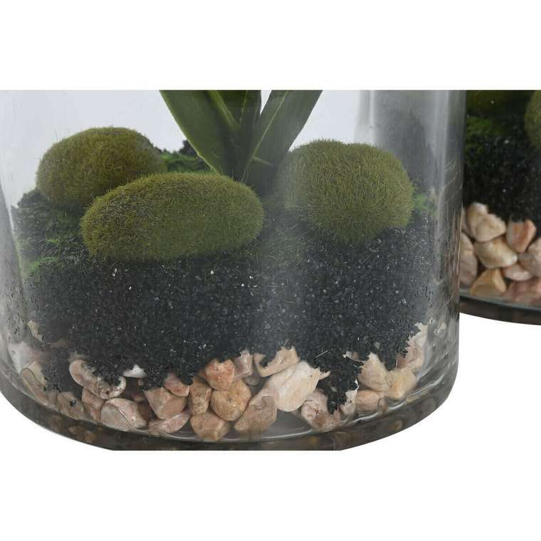 Декоративное растение PVC Стеклянный 15 x 15 x 20 cm (2 штук)