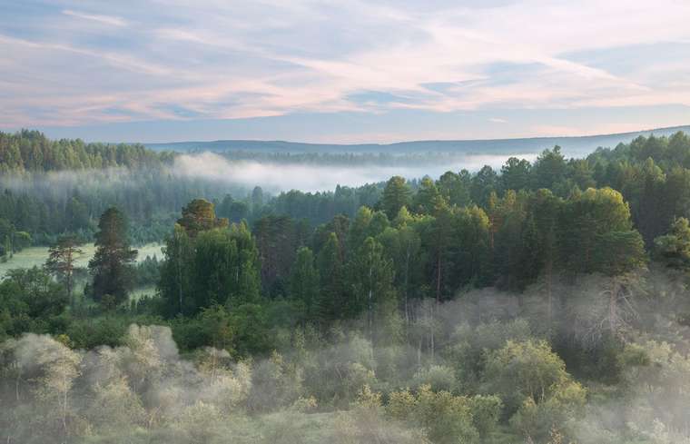 Фотообои Туман над лесом в зеленых тонах