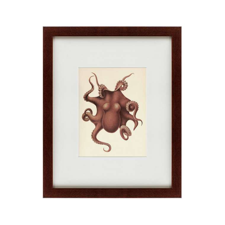 Картина Pacific Octopus 1731 г.