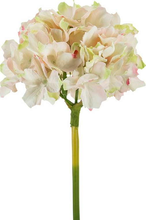 Растение декоративное Гортензия бело-розового цвета