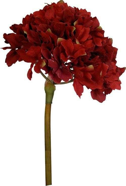 Растение декоративное Гортензия темно-красного цвета