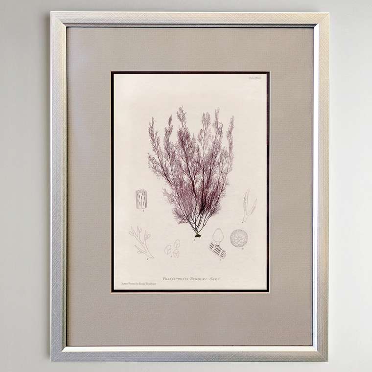  Silver corals 0.4