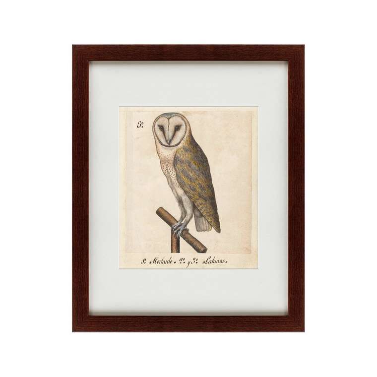 Картина One owl 1560 г. 