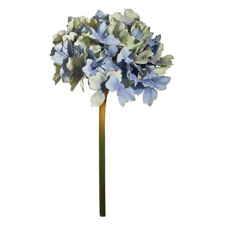 Цветок Гортензия бело-голубого цвета