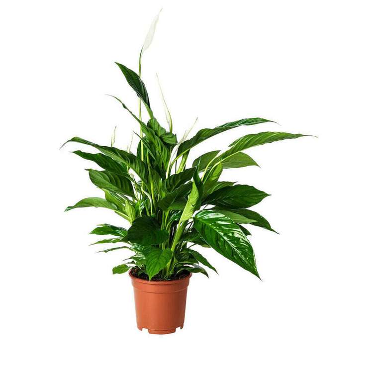 Горшки-подставки для Іветов Plant, одностворчатые, 17 см