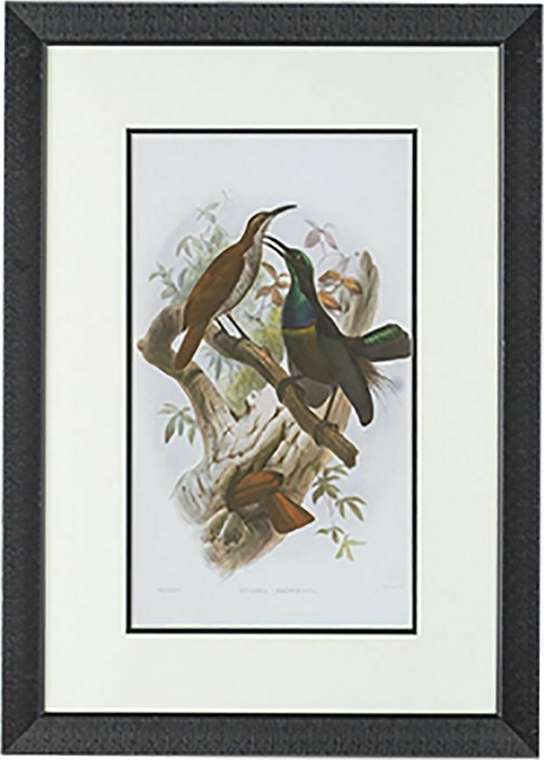 Набор из двух принтов Птицы 50x70 в раме черного цвета