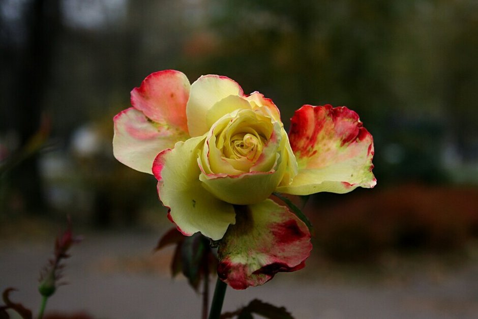 Фото: freepik.com