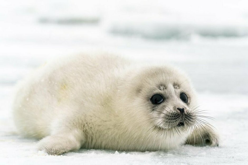 Фото: pinterest.com