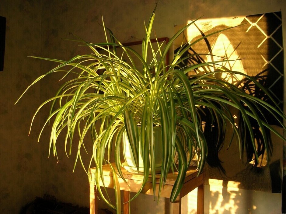 Фотография:  в стиле , Интерьер комнат, Интерьерный стиль, растения в интерьере, живые растения в интерьере, растения в горшках в интерьере, растения для ленивых, выносливые растения, растения, LIFESTYLE, неприхотливые растения, комнатные растения, как поливать растения – фото на INMYROOM