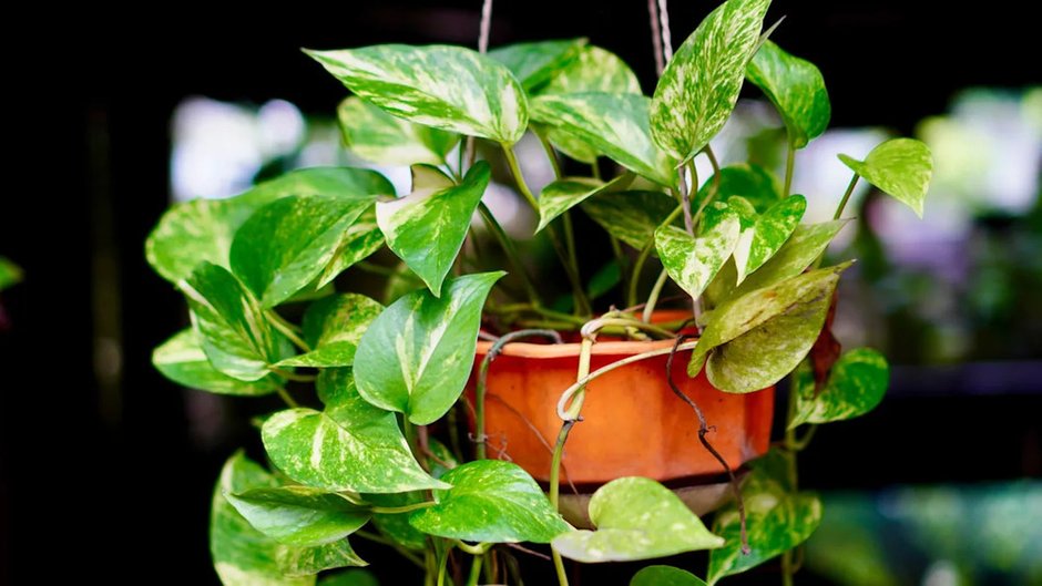 Фотография:  в стиле , Интерьер комнат, Интерьерный стиль, растения в интерьере, живые растения в интерьере, растения в горшках в интерьере, растения для ленивых, выносливые растения, растения, LIFESTYLE, неприхотливые растения, комнатные растения, как поливать растения – фото на INMYROOM