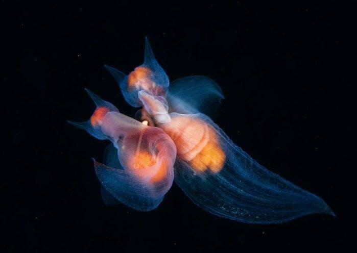 Фото: nhm.ac.uk