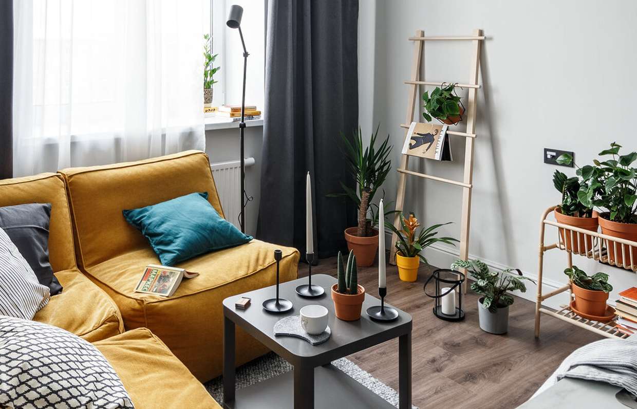 11 самых неприхотливых растений для дома — INMYROOM